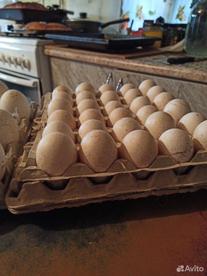 Яйцо индейки инкубационное, гусиное яйцо инкубацио купить на Зозу.ру - фотография № 1