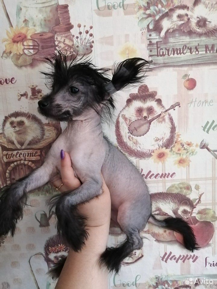 Китайская хохлатая голый малыш купить на Зозу.ру - фотография № 4