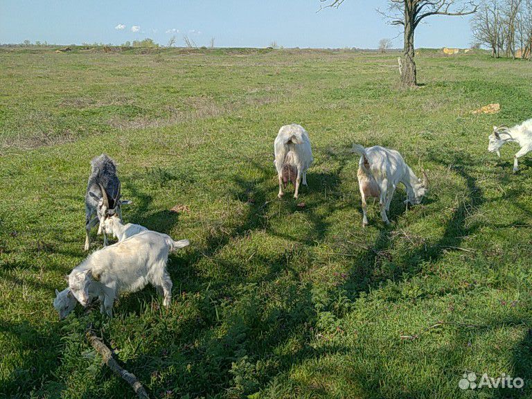 Продаются трое козлят купить на Зозу.ру - фотография № 9