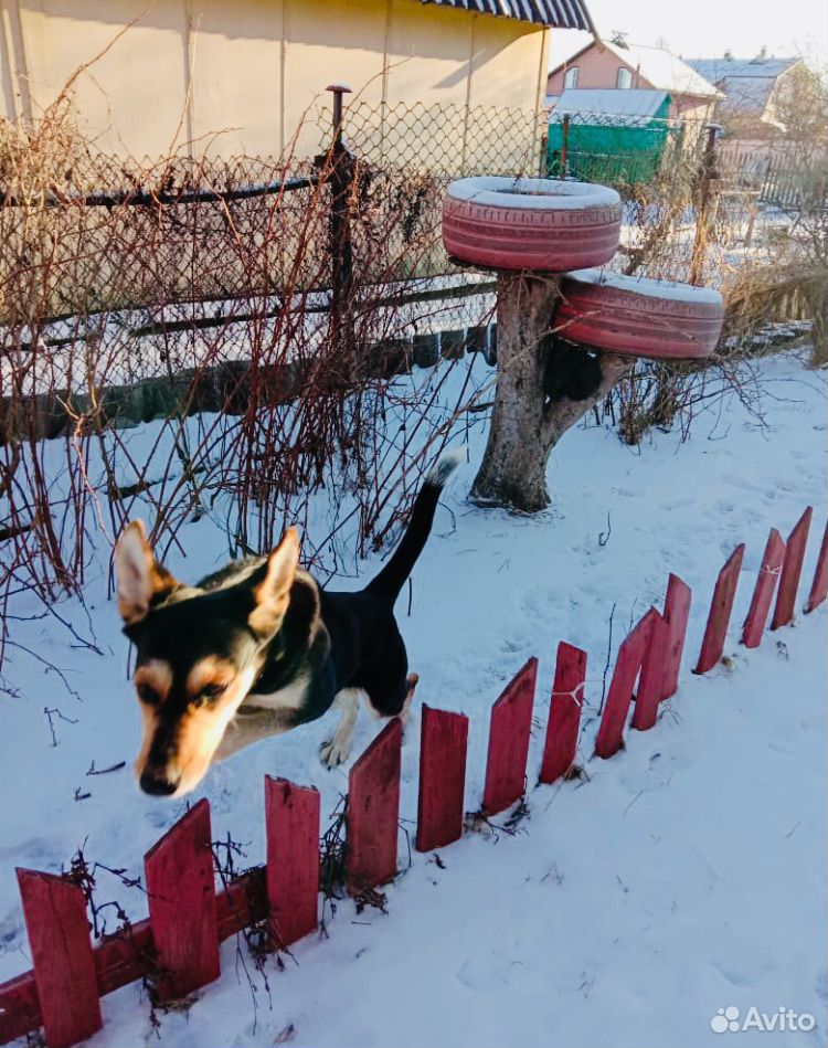 Асоль ищет свой дом. Энергичная и веселая собака купить на Зозу.ру - фотография № 2