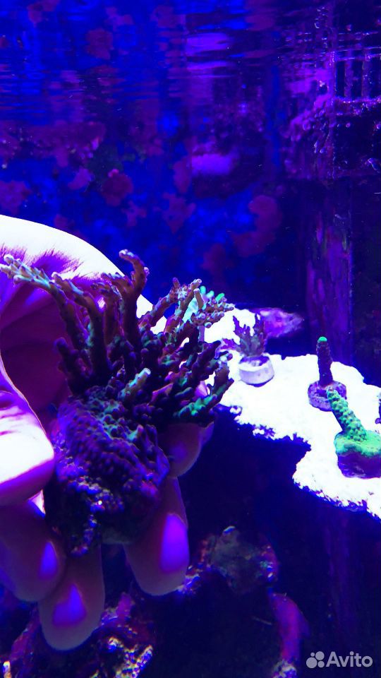 Кораллы для морского аквариума купить на Зозу.ру - фотография № 3