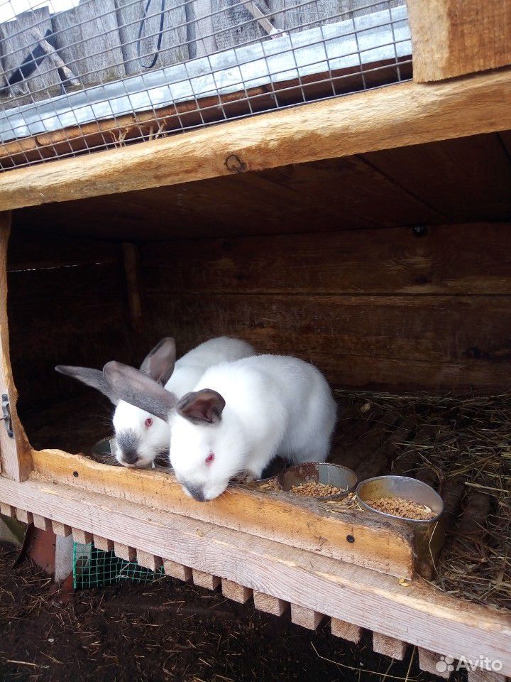 Калифорнийские кролики самцы купить на Зозу.ру - фотография № 2