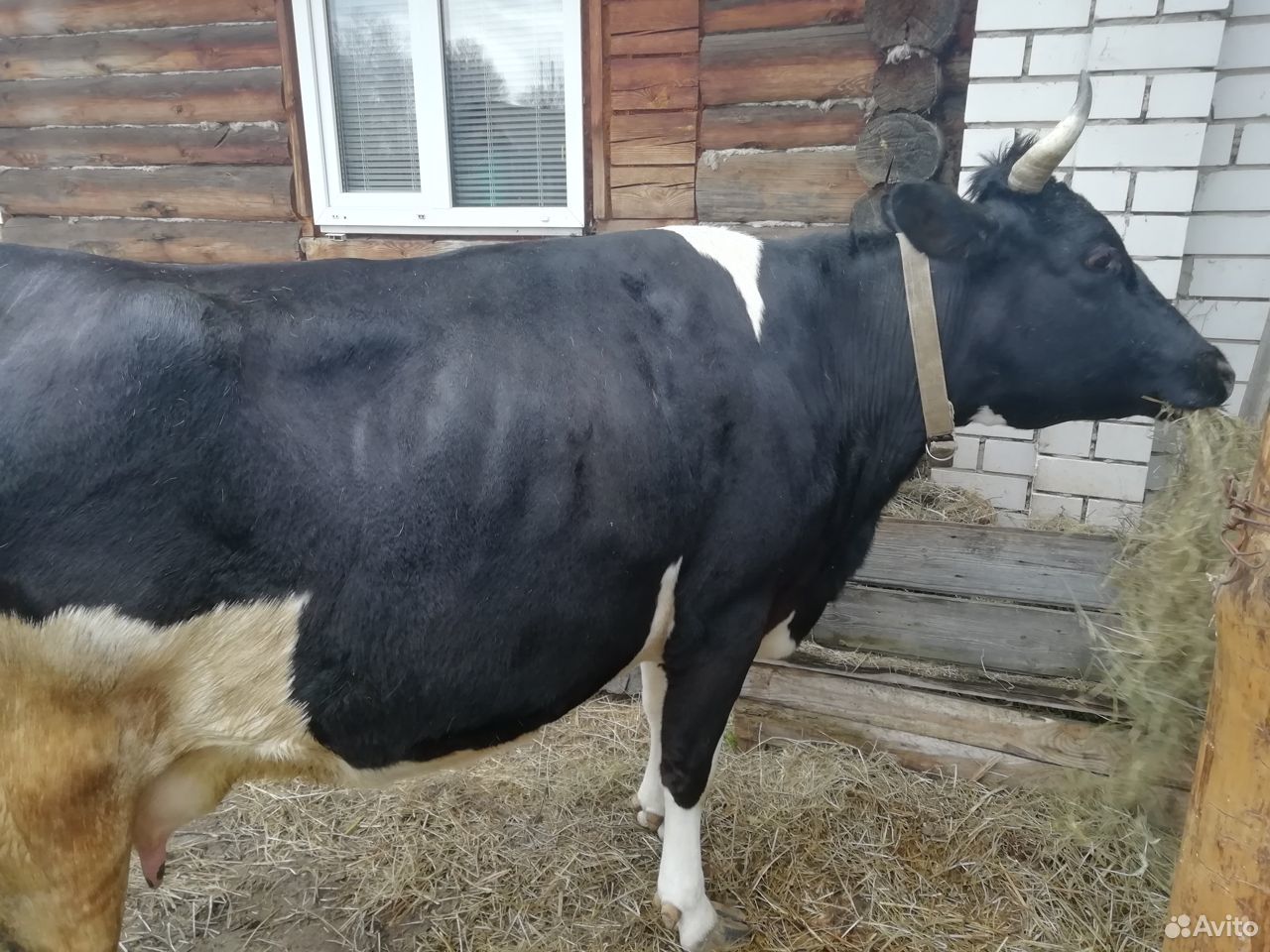 Корова и нетель купить на Зозу.ру - фотография № 3