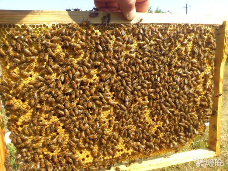 Пчелы на высадку купить на Зозу.ру - фотография № 2
