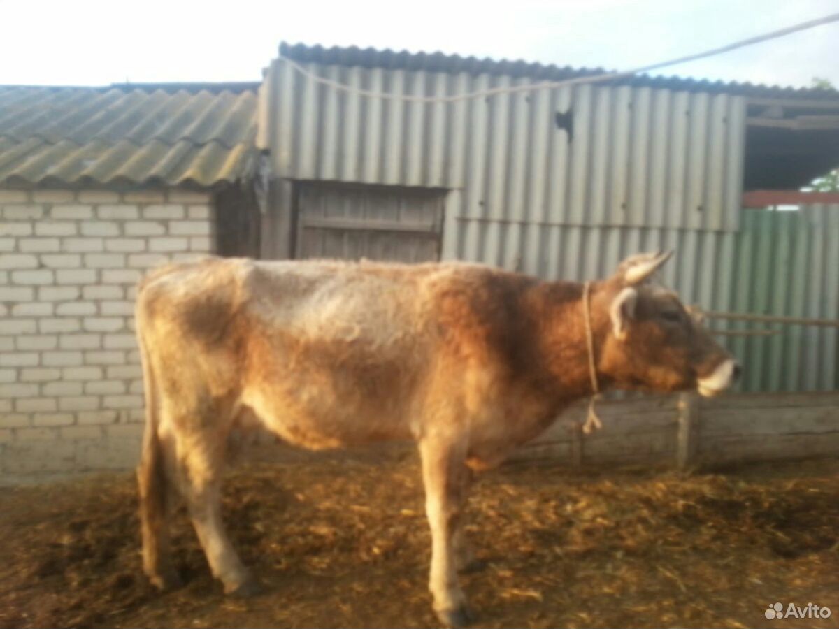 Корова с теленком и бычок купить на Зозу.ру - фотография № 2