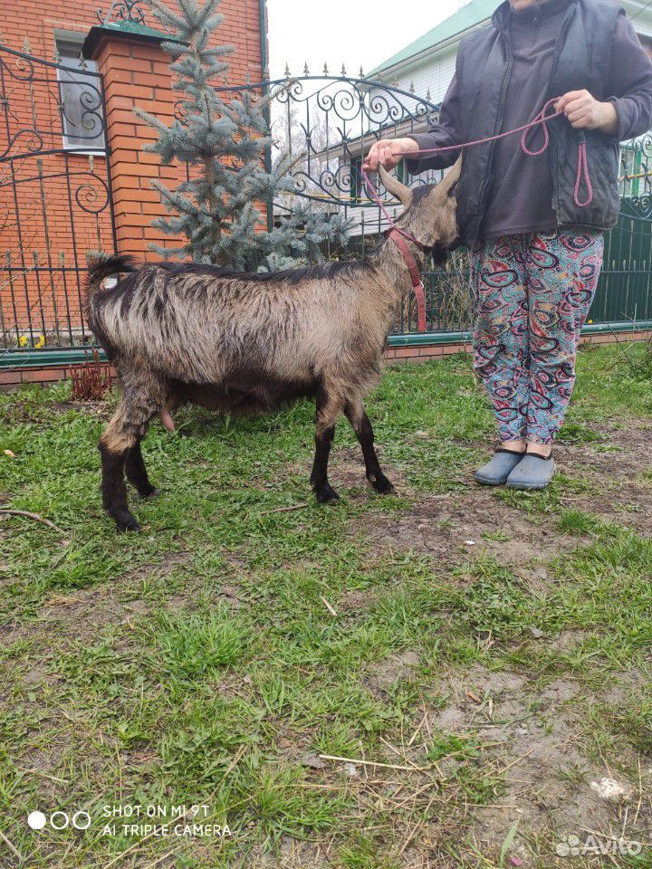 Дойная альпийская коза купить на Зозу.ру - фотография № 7