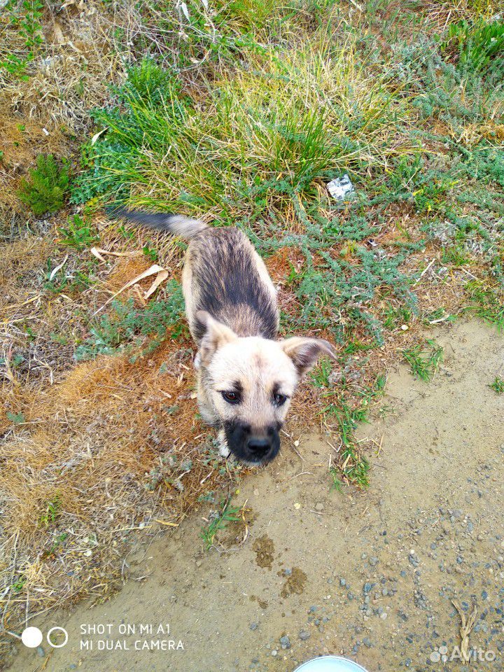 Терьеристый щеночек купить на Зозу.ру - фотография № 2