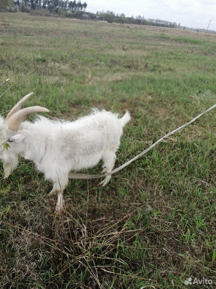 Козёл, коза купить на Зозу.ру - фотография № 7