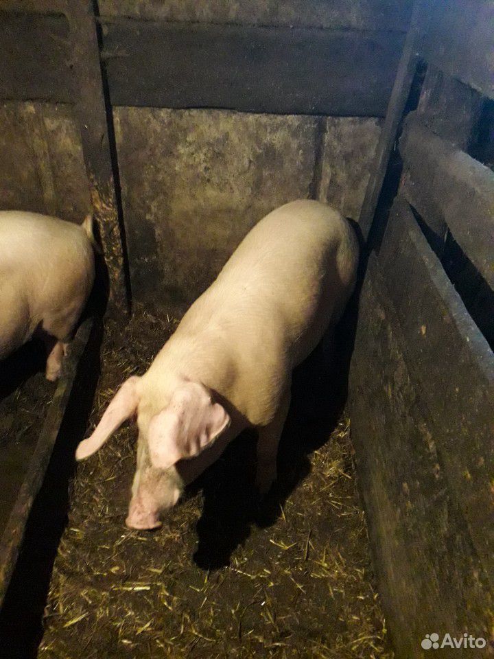 Мясо молодой свиньи купить на Зозу.ру - фотография № 2
