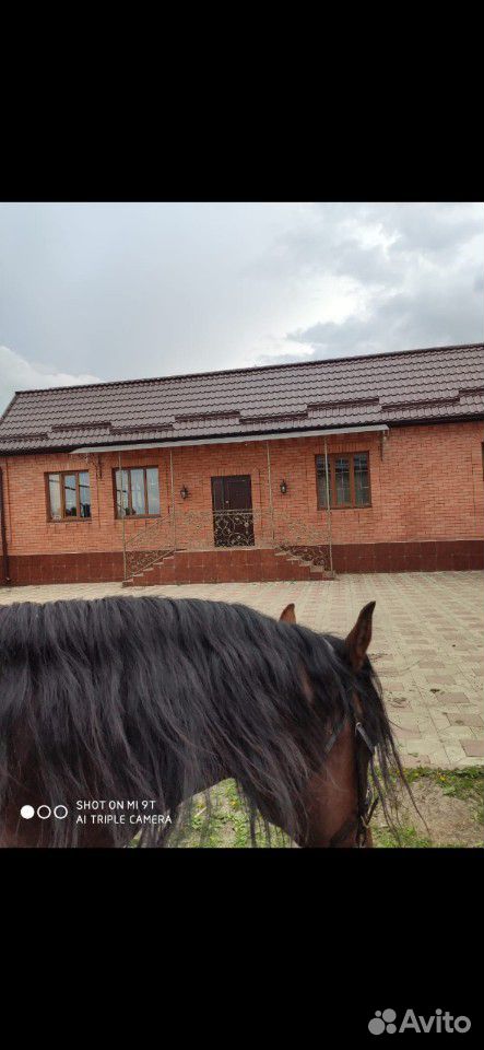 Лошадь Карачаевской породы купить на Зозу.ру - фотография № 10