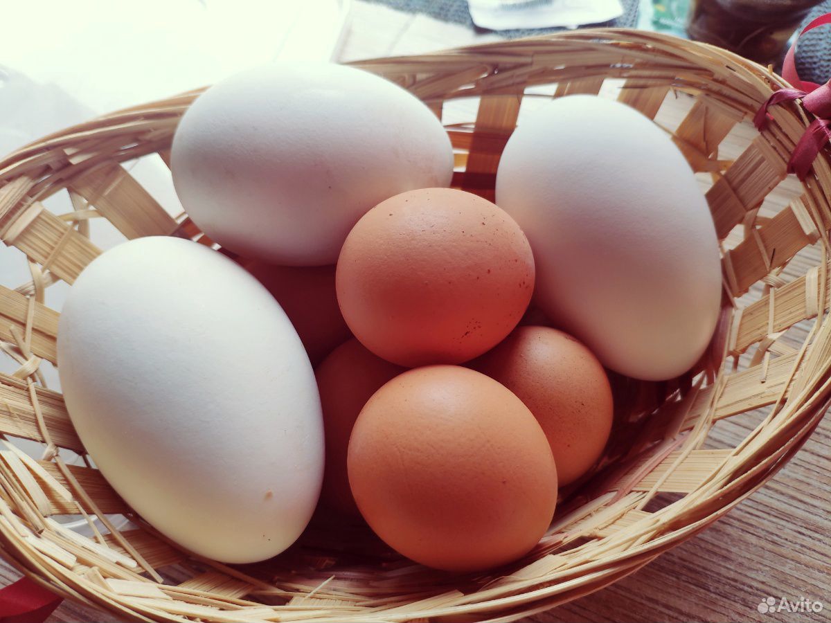 Цыплята,гуси,яйца купить на Зозу.ру - фотография № 4