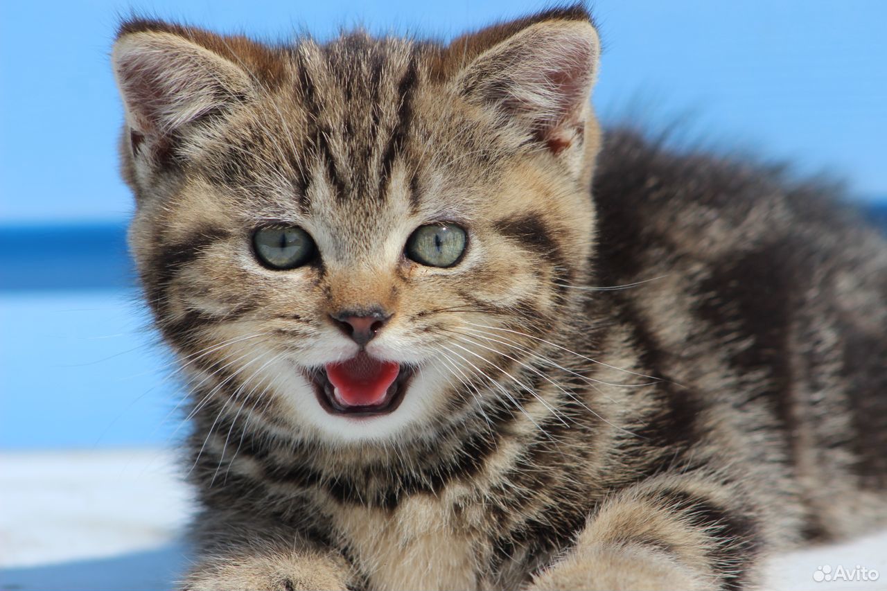 Британский мраморный котик Скай купить на Зозу.ру