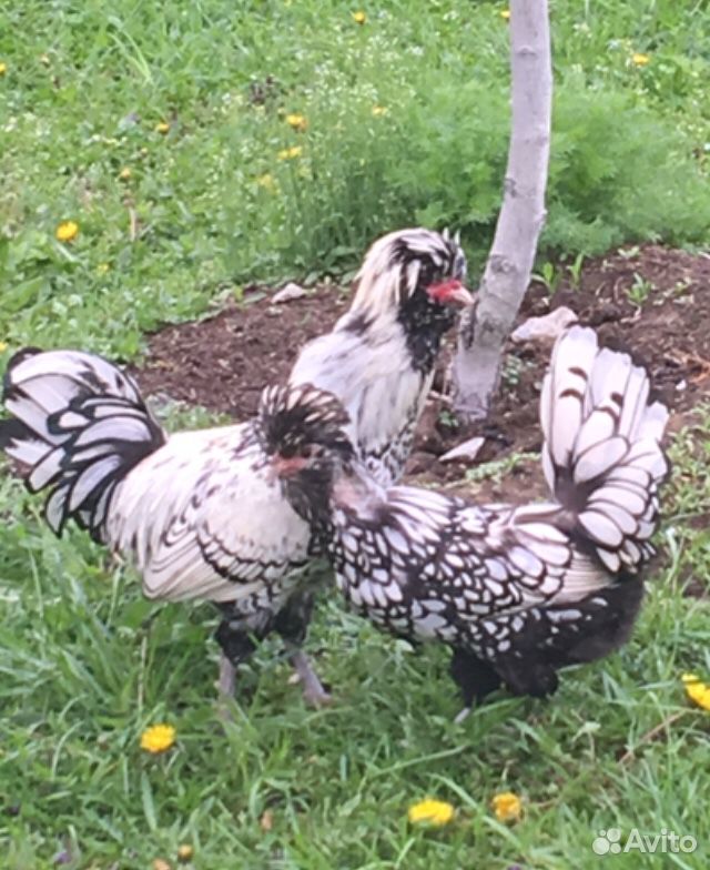 Падуаны серебристоокаймленные цыплята,инкубационно купить на Зозу.ру - фотография № 4