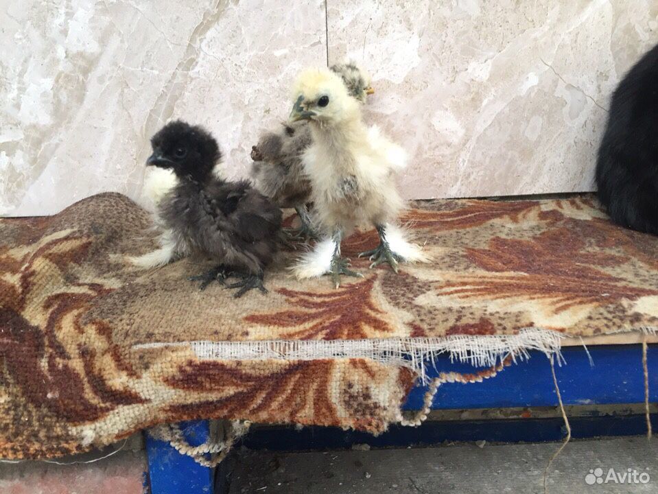 Китайские шелковые цыплята купить на Зозу.ру - фотография № 6