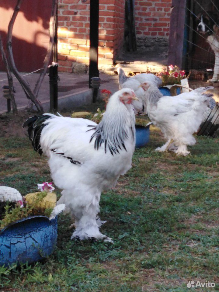 Цыплята светлой (Колумбийской) брамы купить на Зозу.ру - фотография № 2