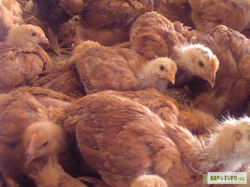 Цыплята редбро, мясоиячные купить на Зозу.ру - фотография № 1