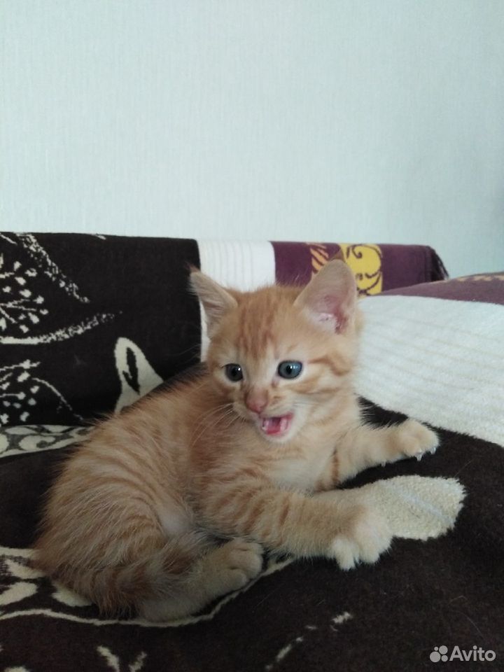 Рыжий котенок с голубыми глазами купить на Зозу.ру - фотография № 4