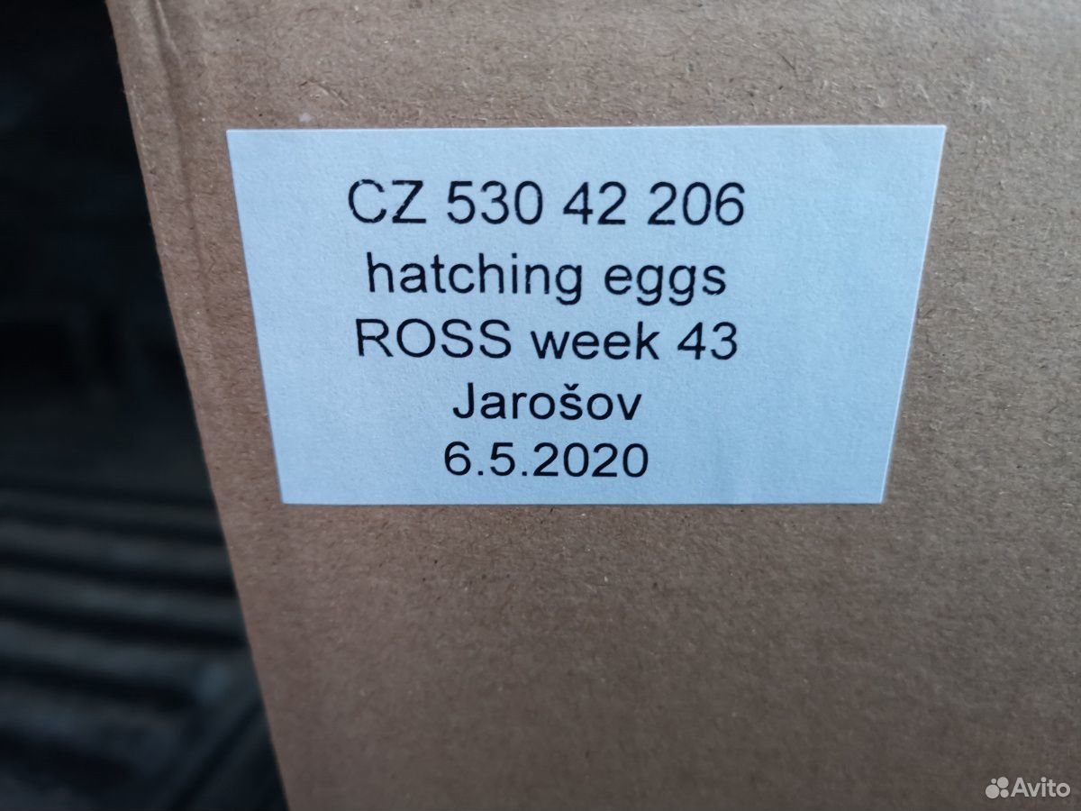 Инкубационное яйцо кур бройлеров купить на Зозу.ру - фотография № 2