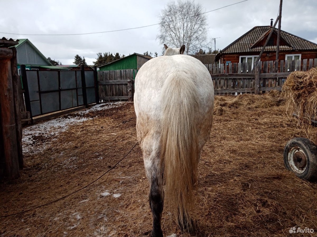 Лошадь кобыла полукровка 6лет идёт переступью купить на Зозу.ру - фотография № 2