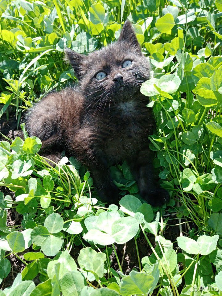 Кот купить на Зозу.ру - фотография № 5