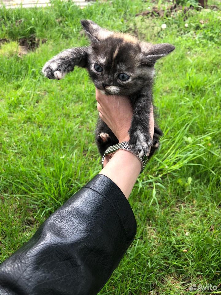 Котята в добрые руки, помогите купить на Зозу.ру - фотография № 8
