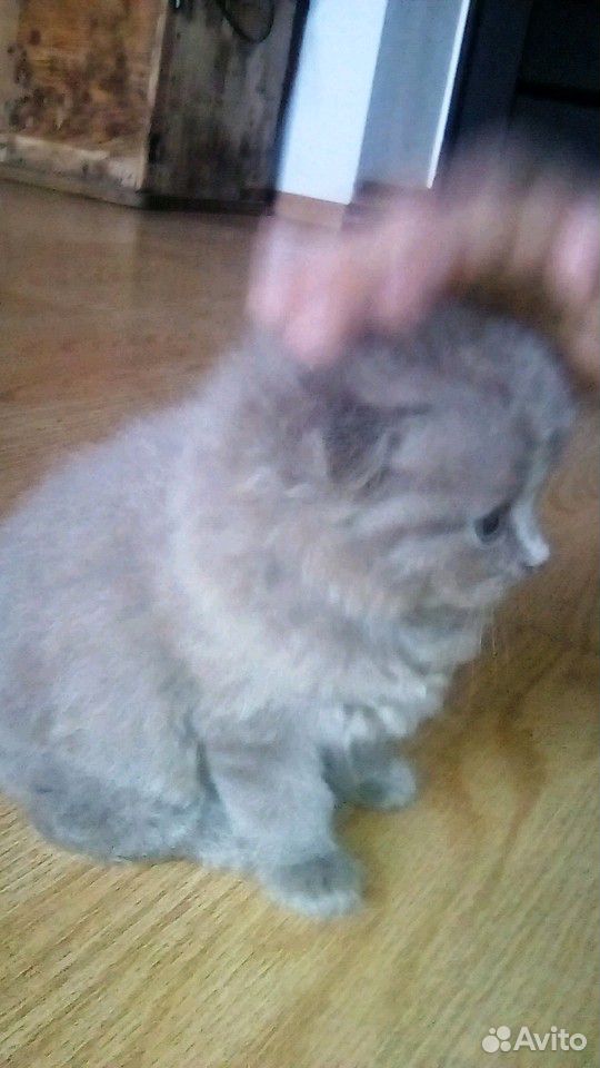 Кошечка вислоухая купить на Зозу.ру - фотография № 2