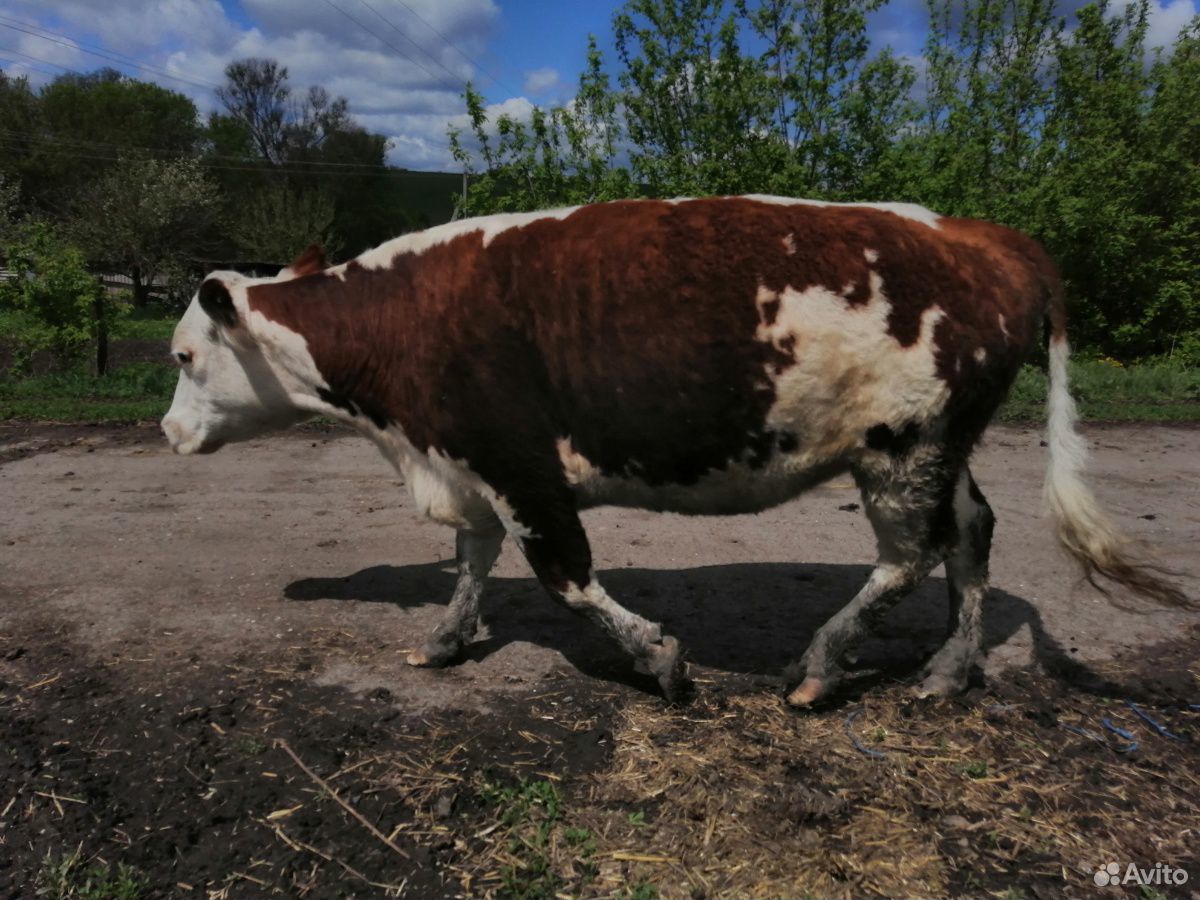Продам корову герефорд купить на Зозу.ру - фотография № 1