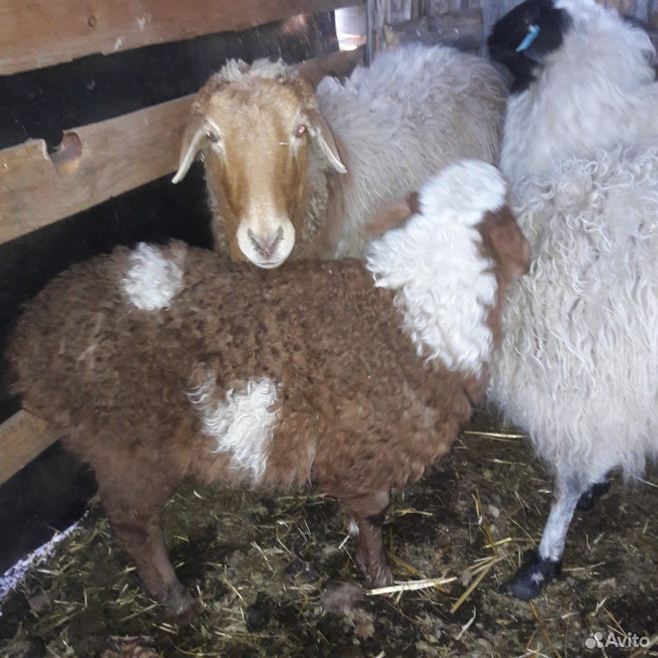 Продам овец.баран ягнята купить на Зозу.ру - фотография № 1