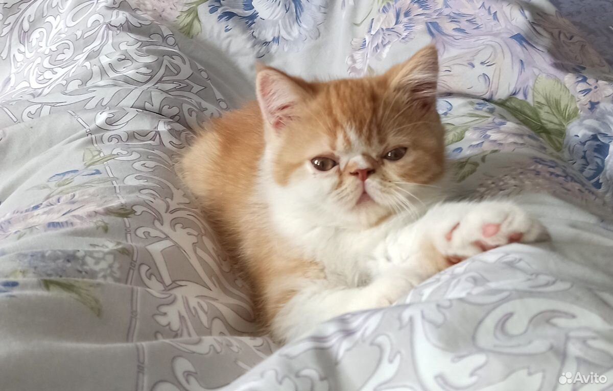 Купить Котенка Экзота Екатеринбург