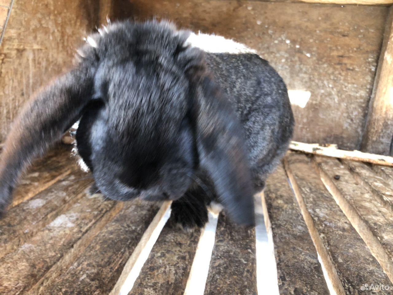 Кролик французский баран купить на Зозу.ру - фотография № 4