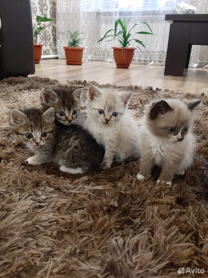 Кошечки купить на Зозу.ру - фотография № 4