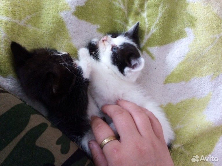 Кошка,кот купить на Зозу.ру - фотография № 1