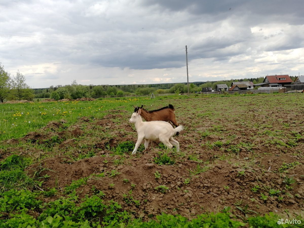Красивые козлята купить на Зозу.ру - фотография № 3