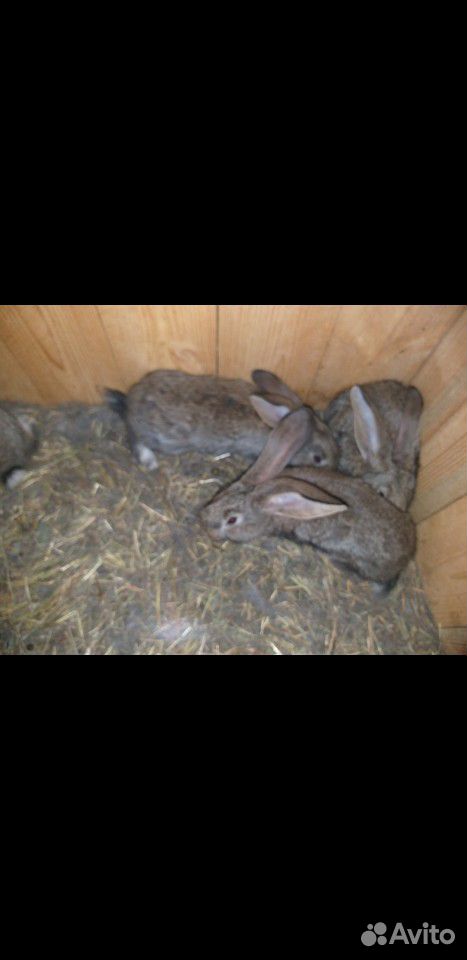 Крольчата породы фландр,цена за месяц жизни купить на Зозу.ру - фотография № 1