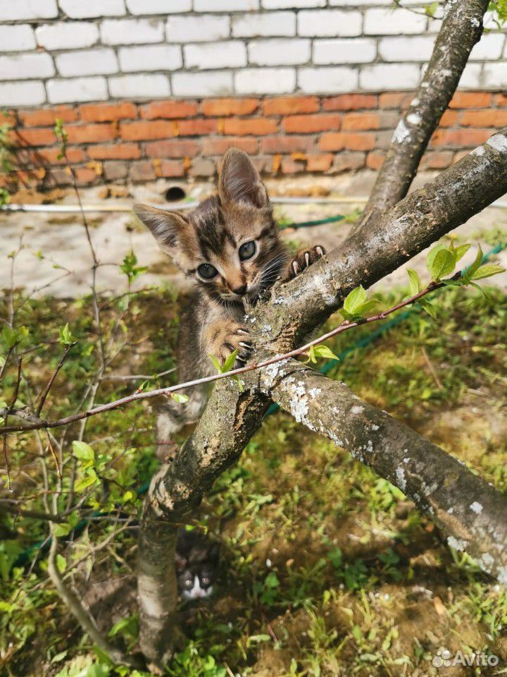 Милые котята ищут новый дом купить на Зозу.ру - фотография № 3