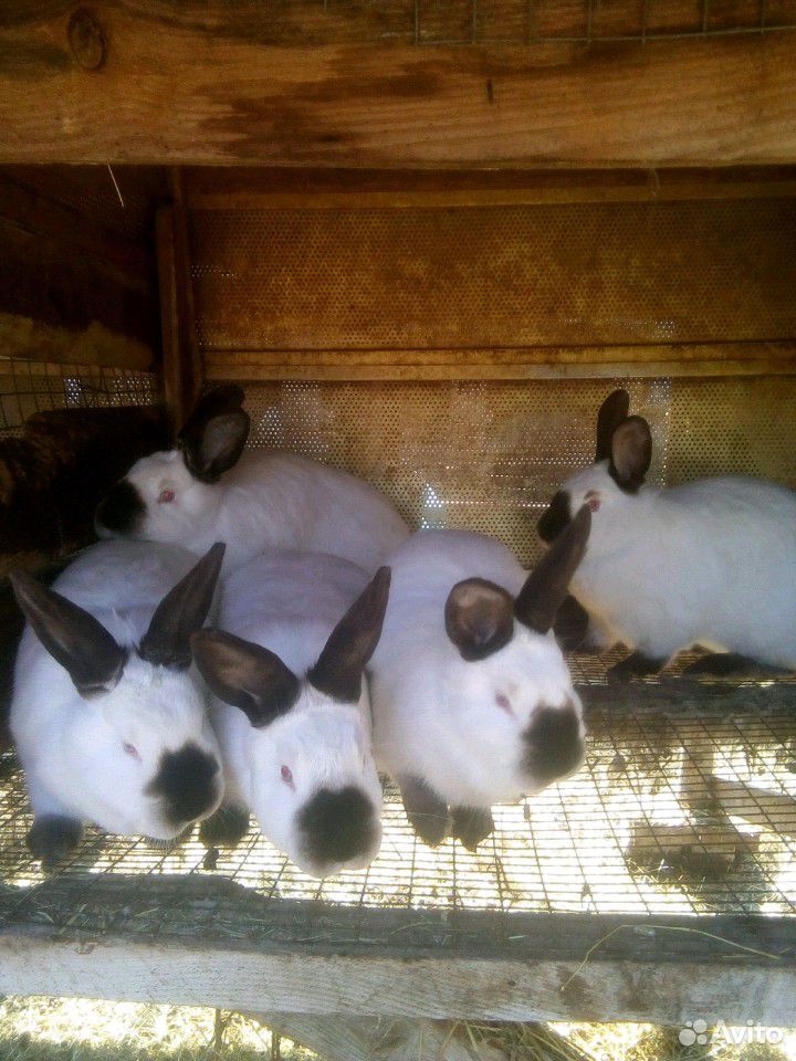 Мясо кроликов купить на Зозу.ру - фотография № 4