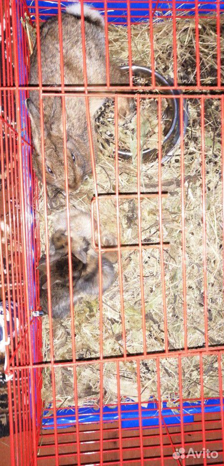 Декаротивный кролики купить на Зозу.ру - фотография № 1