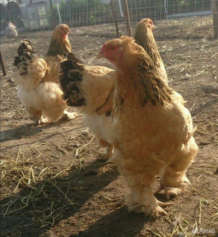 Цыплята брама купить на Зозу.ру - фотография № 4