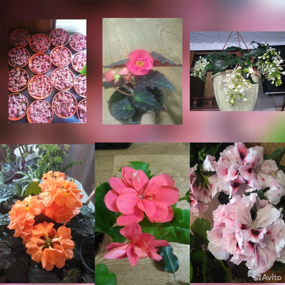 Комнатные цветочки купить на Зозу.ру - фотография № 1