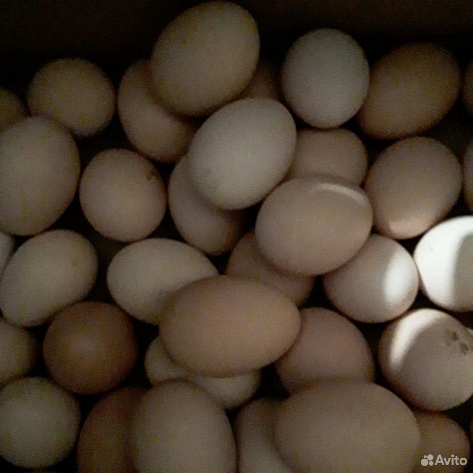 Яйца инкубационые купить на Зозу.ру - фотография № 1
