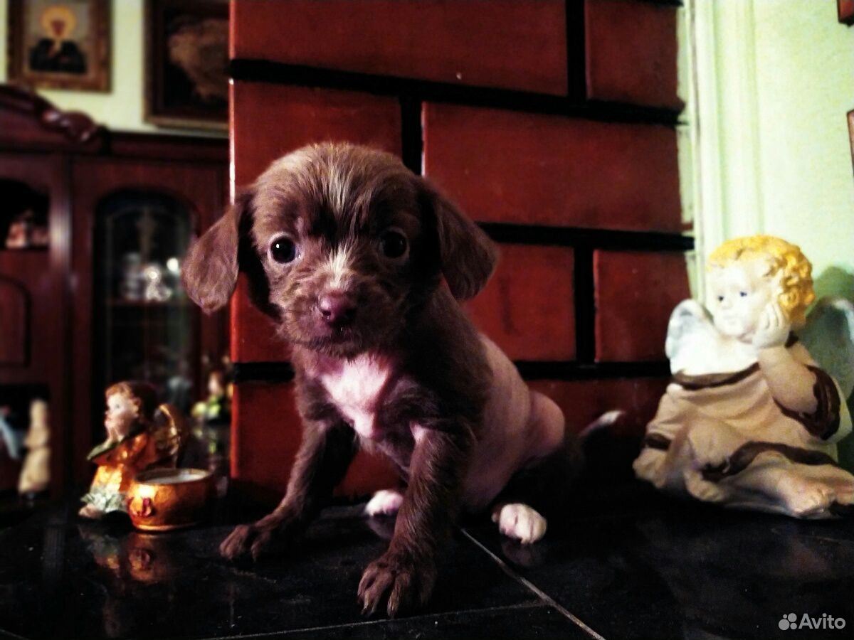 Собака китайская хохлатая купить на Зозу.ру - фотография № 4