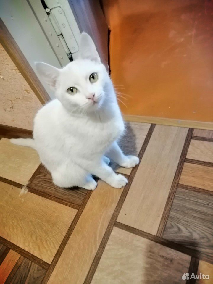 Домашний кот купить на Зозу.ру - фотография № 1