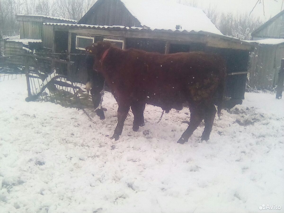 Корова и бычки купить на Зозу.ру - фотография № 2