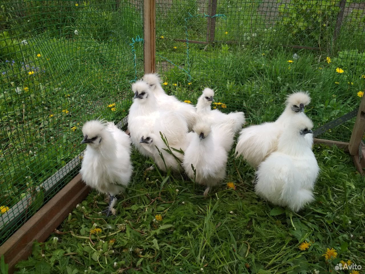 Китайские шелковые цыплята купить на Зозу.ру - фотография № 3