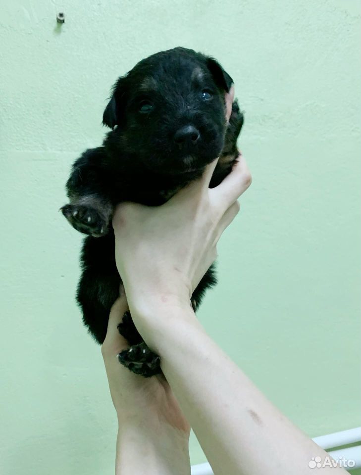 Месячные щенки ищут дом купить на Зозу.ру - фотография № 6