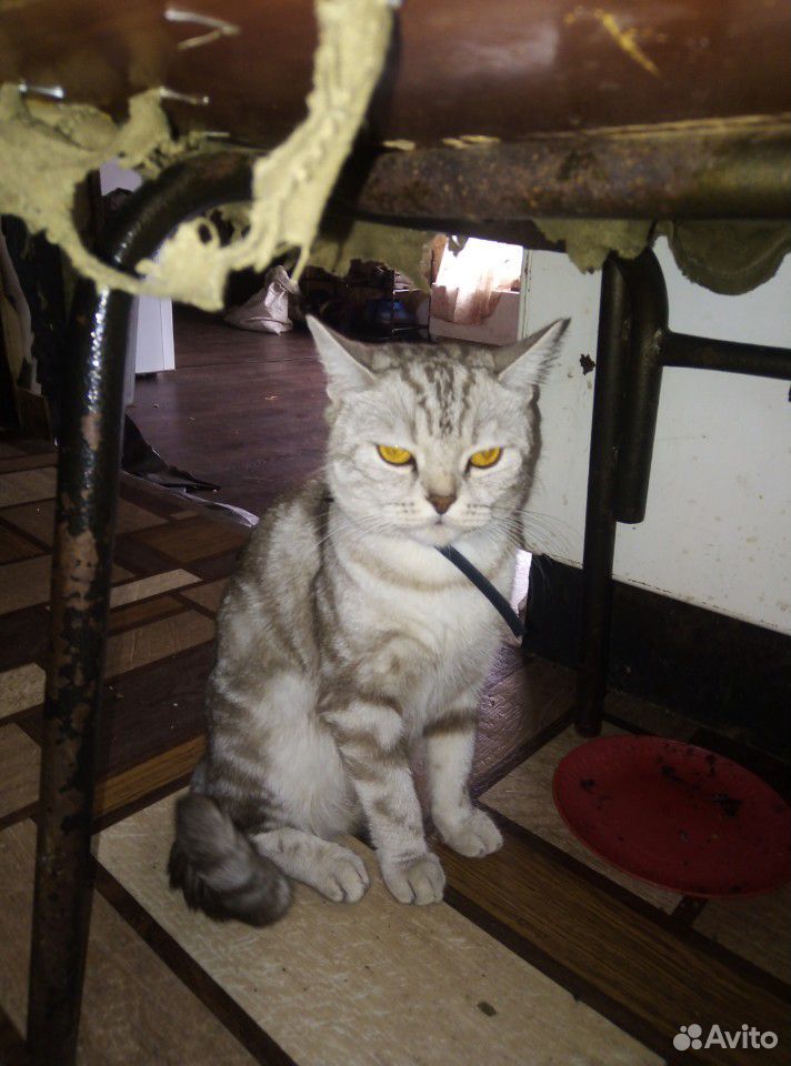 Котята британские мраморные купить на Зозу.ру - фотография № 4