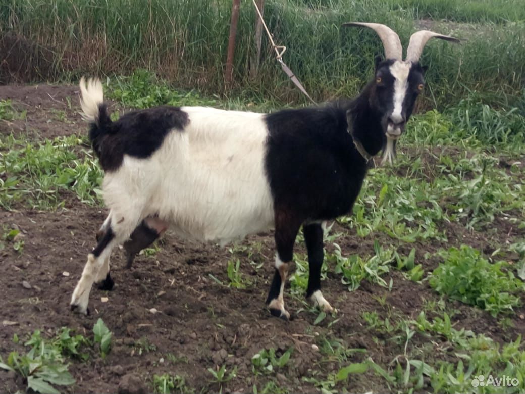 Молочная коза и козлята купить на Зозу.ру - фотография № 1