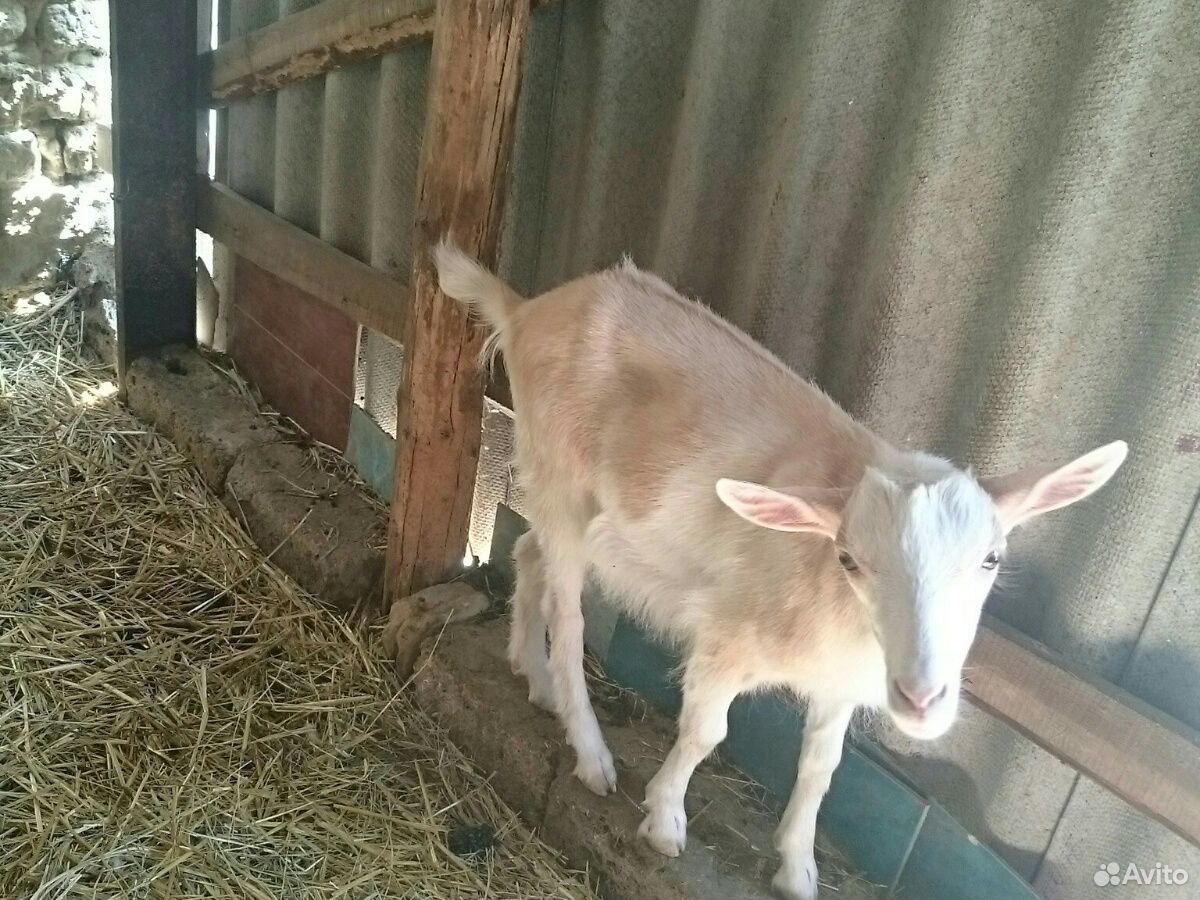 Заано-нубийская коза, козлята купить на Зозу.ру - фотография № 2