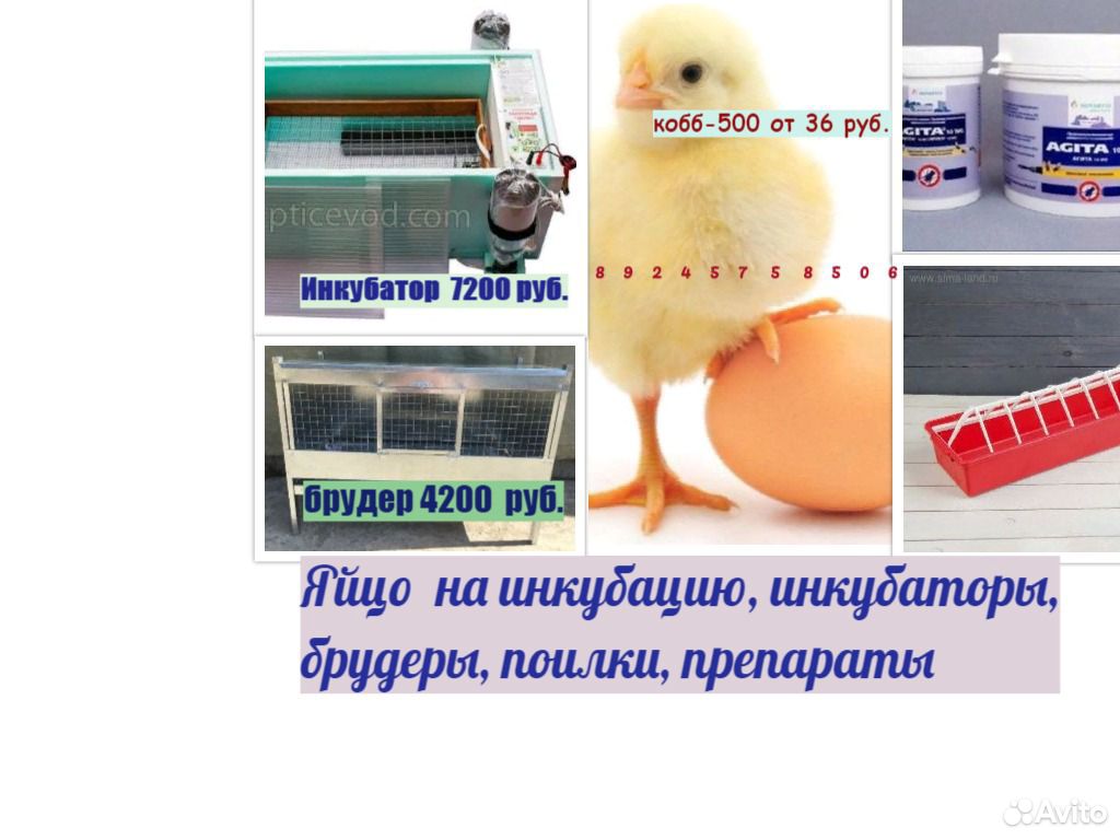 Продам яйцо на инкубацию кобб-500 купить на Зозу.ру - фотография № 1