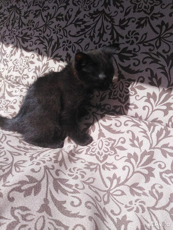 Чёрный котик, продаю за 1000 купить на Зозу.ру - фотография № 2